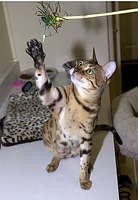 SierraGold Bengals: Gwenivere